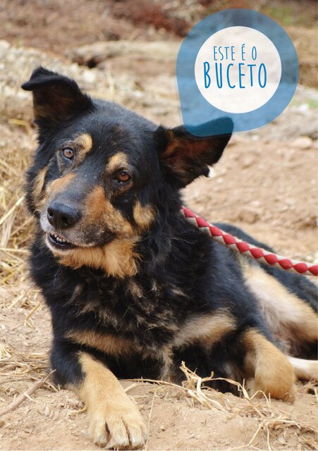 Buceto