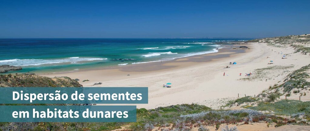 sementes em habitats dunares-02
