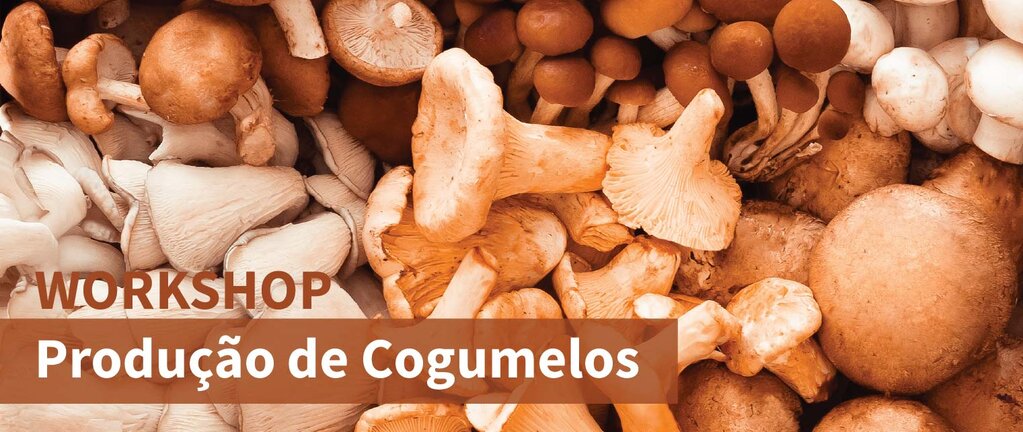 out 25_cogumelos - form 